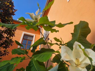 Magnolia macrophylla - šácholan velkolistý 